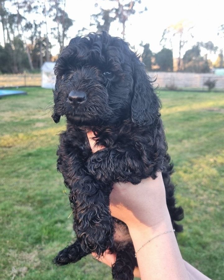 A Cavoodle portrait