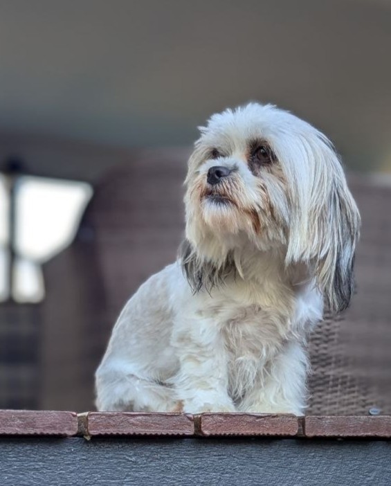 Portrait of Mochi