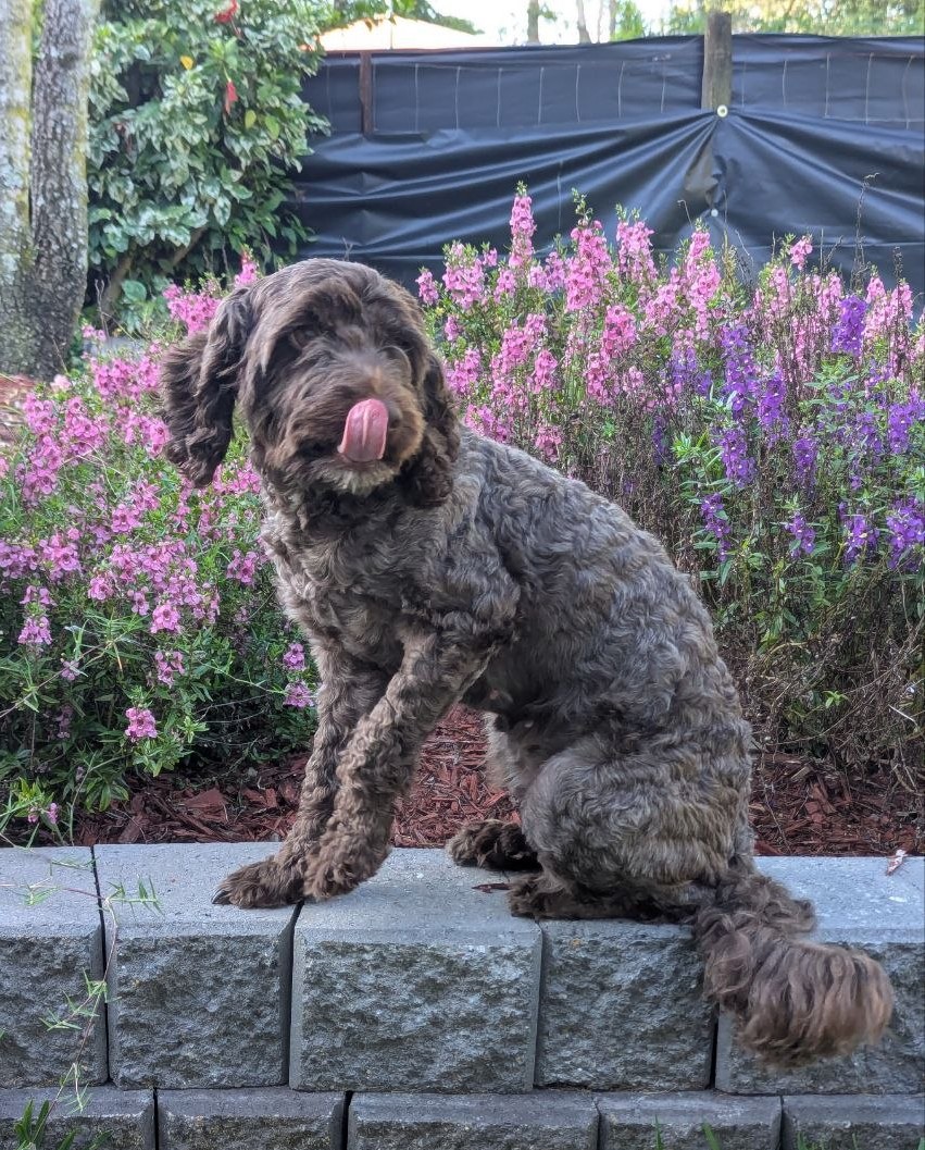 Portrait of Rosie