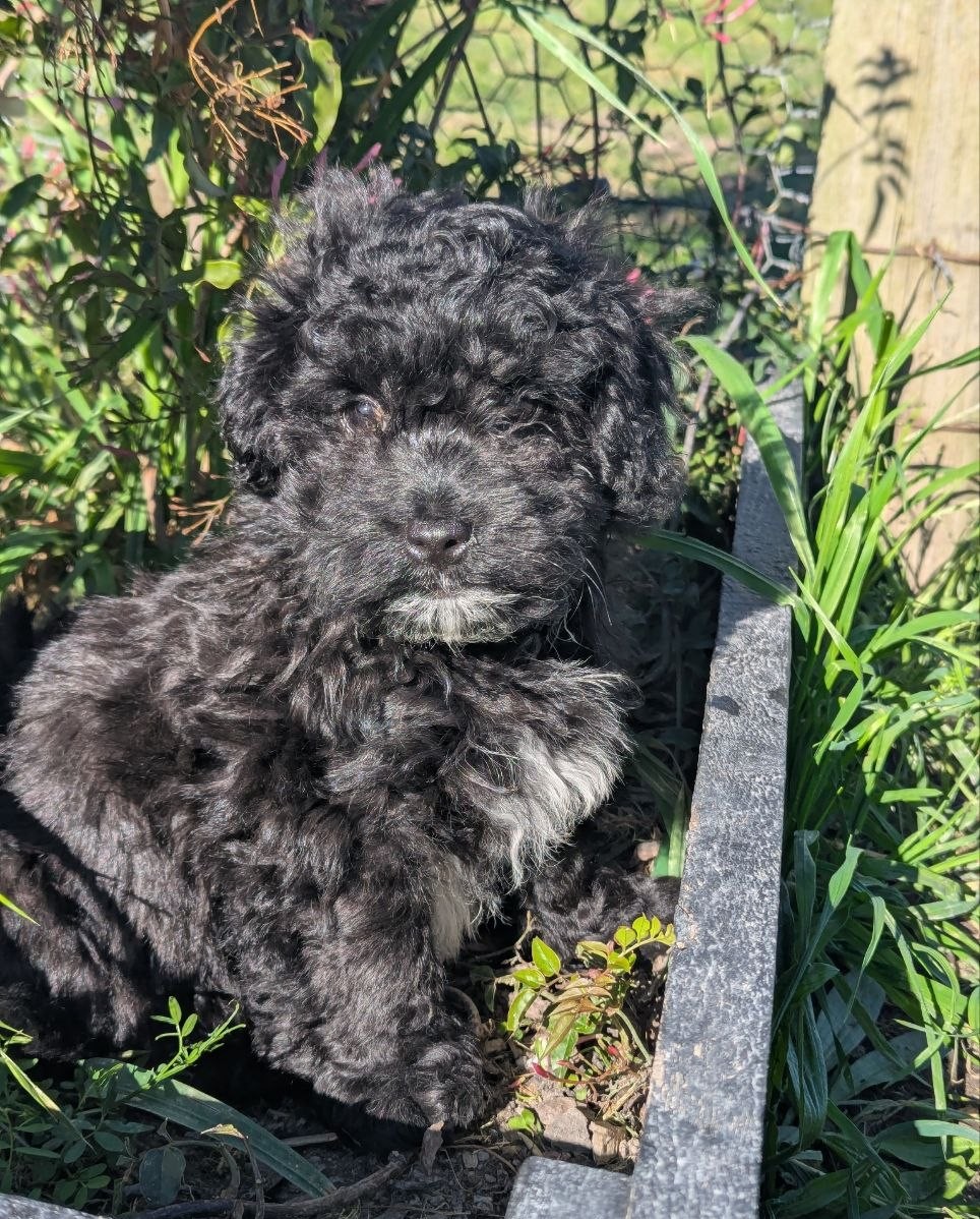 A Shipoo portrait